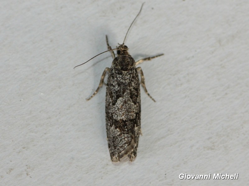 Aiuto ID 1 - Zeiraphera griseana